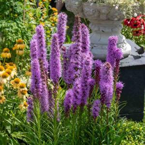 Liatris Spicata Bleue (x12)